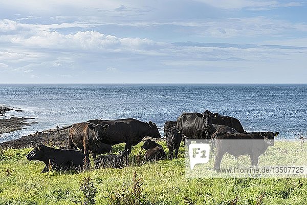 Schwarze Aberdeen-Angus-Rinder grasen auf einer Weide an der Nordküste Schottlands  Caithness  Schottland  Vereinigtes Königreich  Europa