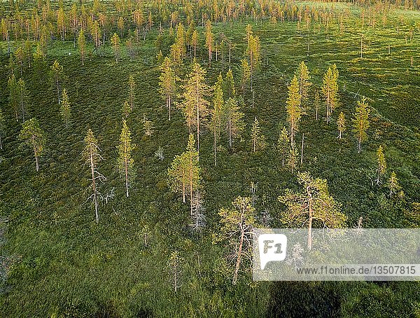 Drohnenaufnahme  Luftbild  borealer arktischer Wald mit Kiefern (Pinus) in Feuchtgebiet  Moor bei Sonnenuntergang  SodankylÃ¤  Lappland  Finnland  Europa
