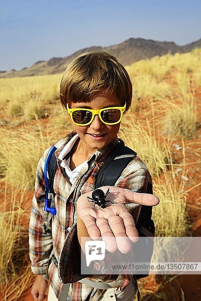 Junge hält einen schwarzen Käfer in der Hand  Namib-Wüstenkäfer (Onymacris unguicularis)  Namib Rand Nature Reserve  Namib Naukluft Park  Namibia  Afrika