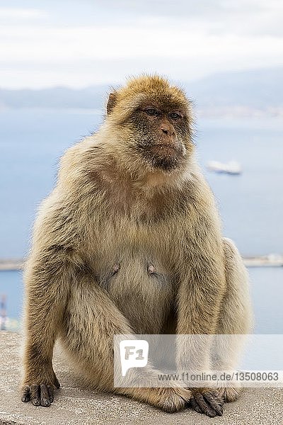 Berberaffe (Macaca sylvanus) Gibraltar Großbritannien Europa