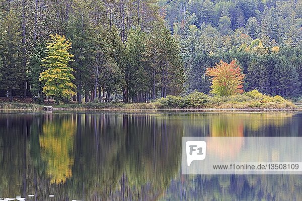 Water reflection of the trees in the lake  autumn colouring  Beaverdam Lake  Renfrew County  Ontario  Canada  North America