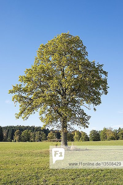 Alte Traubeneiche (Quercus)  Naturschutzgebiet Irndorfer Hardt  Landkreis Tuttlingen  Baden-WÃ¼rttemberg  Deutschland  Europa