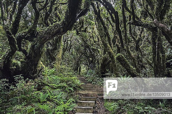 Pfad  Treppe im Regenwald  Egmont National Park  Mount Taranaki  Taranaki  Nordinsel  Neuseeland  Ozeanien