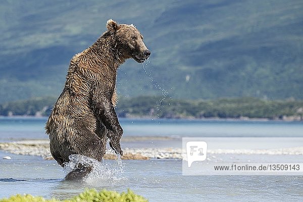Braunbär (Ursus Arctos)  aufrecht im Wasser stehend  Katmai National Park  Alaska  USA  Nordamerika