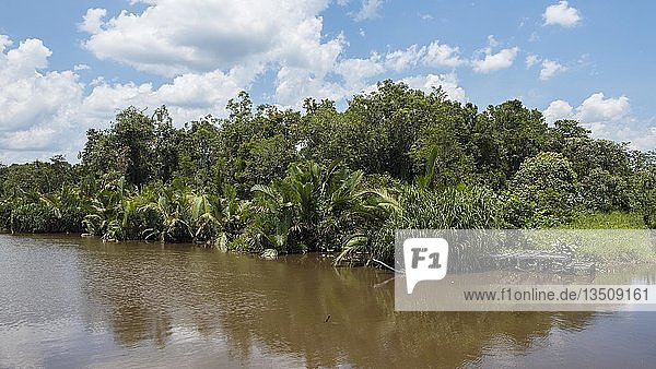 Dense embankment with palm trees  river landscape at Sungai Sekonyer  Tanjung Puting National Park  Central Kalimantan  Borneo  Indonesia  Asia