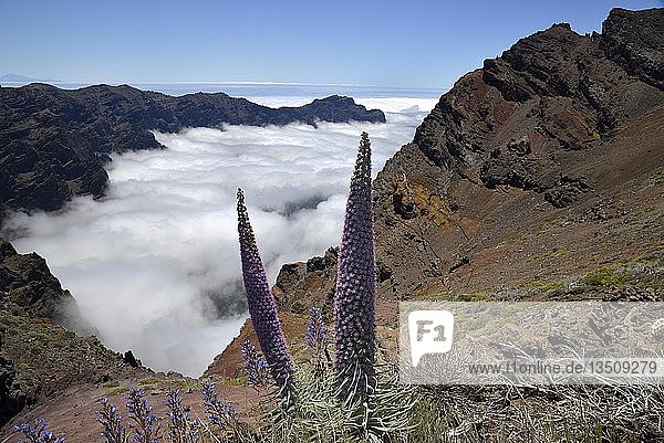 Echium wildpretii (Echium wildpretii) in front of the Caldera de Taburiente Roque de los Muchachos National Park Caldera de Taburiente La Palma Canary Islands Spain Europe