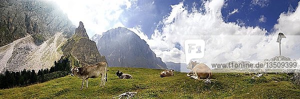 Panoramablick auf glückliche Kühe am Piz Ciaulong mit Gipfelkreuz auf dem Langkofelmassiv  Gröden  Provinz Bozen  Italien  Europa