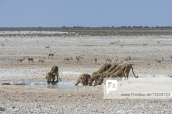 Löwen (Panthera leo) beim Trinken an einem Wasserloch  Etosha-Nationalpark  Namibia  Afrika