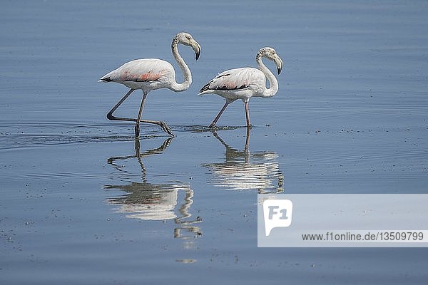 Rosa Flamingos (Phoenicopterus roseus)  Walvis Bay  Erongo-Distrikt  Namibia  Afrika