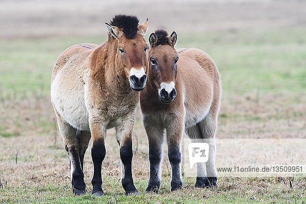 Przewalski-Pferde (Equus ferus przewalskii)  Emsland  Niedersachsen  Deutschland  Europa