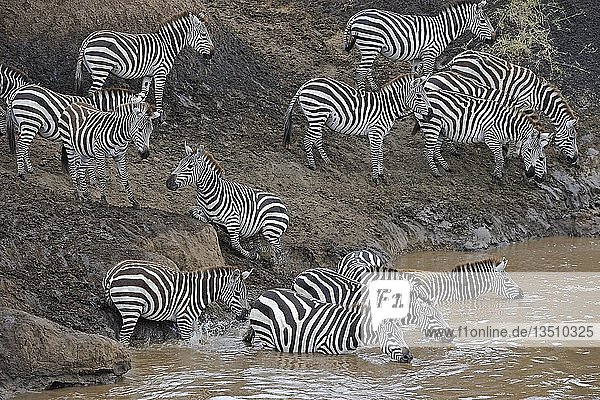 Grant's Zebra  Steppenzebra (Equus quagga boehmi)  trinkt im Mara-Fluss  Masai Mara Nationalpark  Kenia  Ostafrika  Afrika