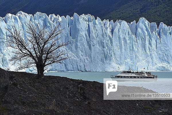 Tree and excursion ship in front of Glacier Perito Moreno on Lake Argentino Parque Nacional Los Glaciares Patagonia Argentina South America