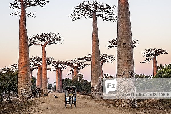 Fahrradfahrer bei Sonnenaufgang Grandidier's Baobab-Bäume (Adansonia grandidieri) Avenue of the Baobabs Morondava Madagaskar Afrika