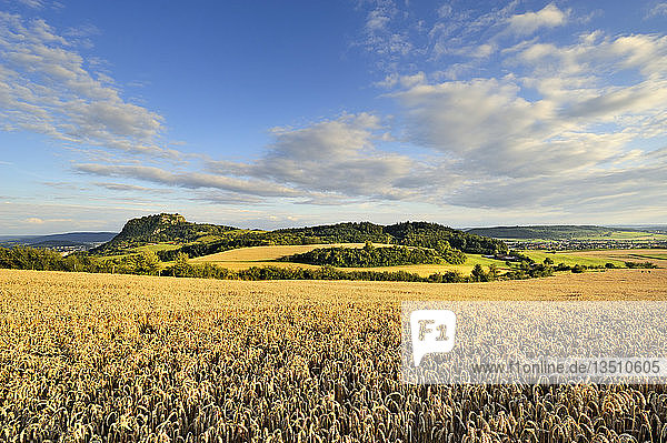 Ripe field of wheat in Hegau  on the horizon Hohentwiel  an extinct volcano  Konstanz district  Baden-Wuerttemberg  Germany  Europe