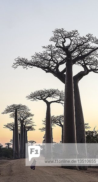 Mädchen bei Sonnenaufgang vor Baobab-Bäume (Adansonia grandidieri) Avenue of the Baobabs Morondava Madagaskar Afrika