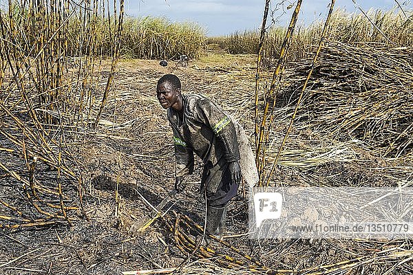 Sugar cane cutter in the burned sugar cane fields  Nchalo  Malawi  Africa