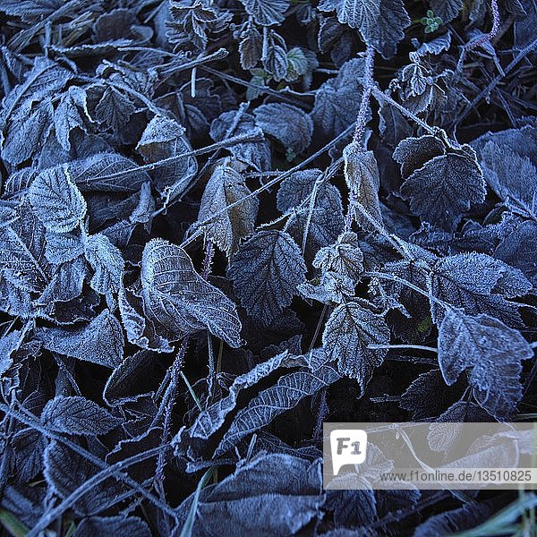Laub bedeckt mit Frost Hintergrundbild