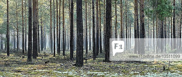 Kiefernwald (Pinus)  Monokultur  Morgennebel  moos- und flechtenbewachsener Boden  Brandenburg  Deutschland  Europa