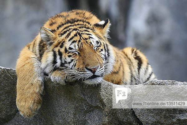 Junger Sibirischer Tiger (Panthera tigris altaica)  schlafend auf einem Felsen  in Gefangenschaft
