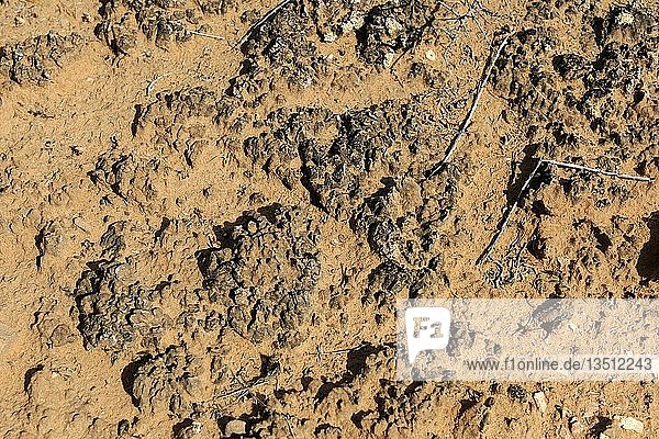 Lebende kryptobiotische Bodenkruste bestehend aus Algen (Cyanobakterien)  Flechten  Pilzen  Schutz vor Erosion  Arches National Park  Utah  USA  Nordamerika