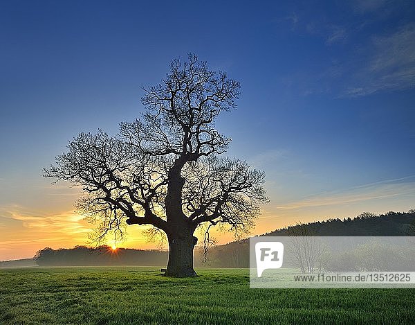 Alte solitäre Eiche (Quercus) in grüner Wiese  Dämmerung  Morgennebel  Harzvorland  Sachsen-Anhalt  Deutschland  Europa