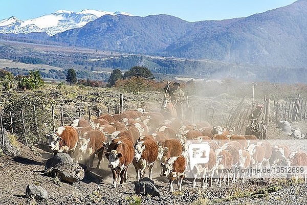 Gauchos on horseback at the cattle drive Lanin National Park Patagonia Argentina South America