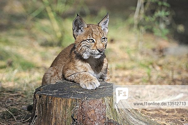 Junger Eurasischer Luchs (Lynx lynx)