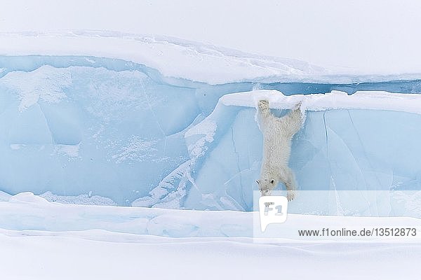 Eisbär (Ursus maritimus)  von einem Eisberg springend  Unorganized Baffin  Baffininsel  Nunavut  Kanada  Nordamerika
