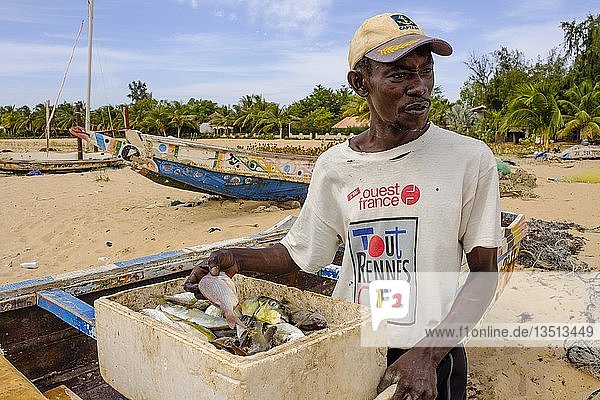 A fisherman presents his catch on the beach of Saly  region Thiès  Senegal  Africa