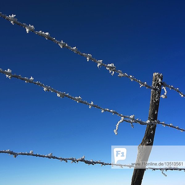 Stacheldraht mit Frost im Winter vor blauem Himmel