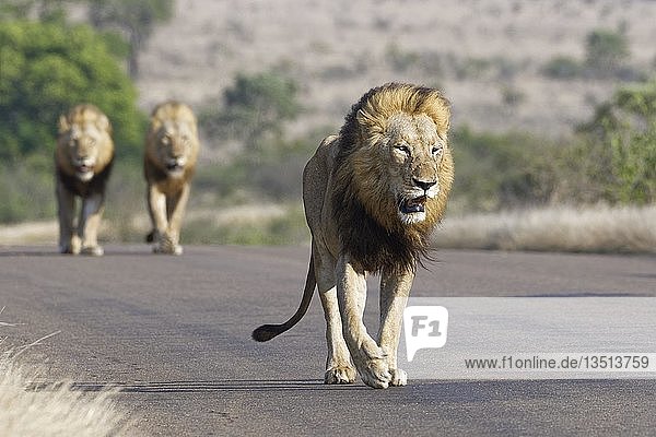Afrikanische Löwen (Panthera leo) drei adulte Männchen laufen auf asphaltierter Straße Krüger Nationalpark Südafrika