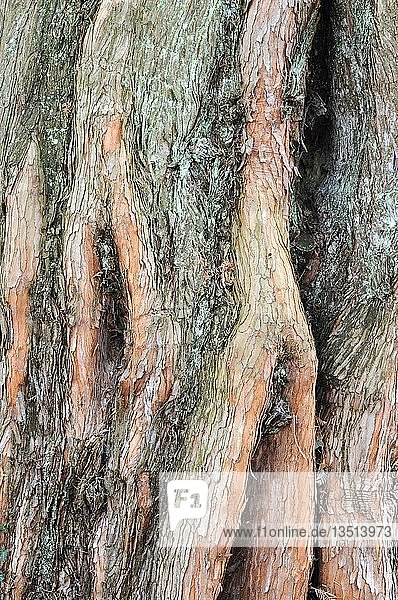 Baumborke einer Metasequoie auch Wassertanne Urweltmammutbaum Chinesisches Rotholz (Metasequoia glyptostroboides)