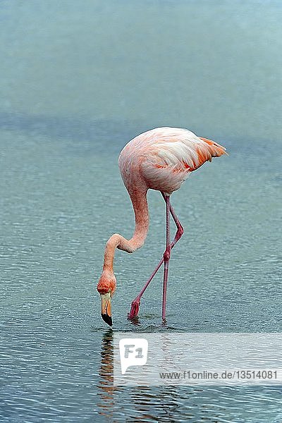 Amerikanischer Flamingo (Phoenicopterus ruber)  Insel Santa Cruz  Galapagos-Inseln  UNESCO-Weltnaturerbe  Ecuador  Südamerika