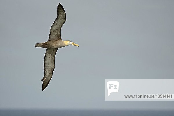 Wellenalbatros oder Galapagos-Albatros (Phoebastria irrorata)  im Flug  Insel Espanola  Galapagos-Inseln  UNESCO-Weltnaturerbe  Ecuador  Südamerika