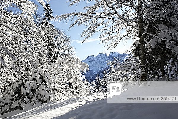 Winterliche Landschaft im Berner Oberland  Schweiz  Europa