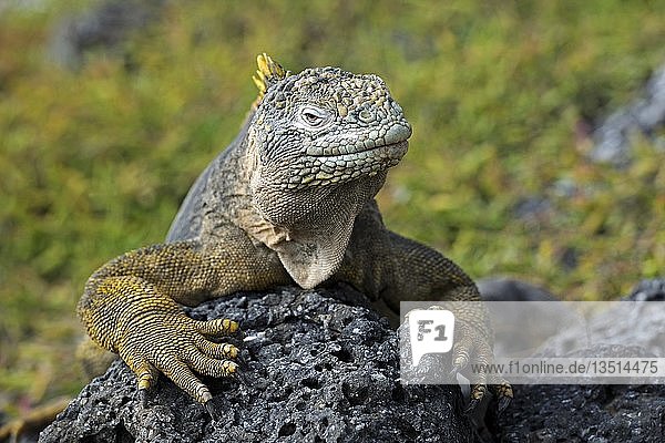 Galapagos-Landleguan (Conolophus subcristatus)  Unterart der Insel South Plaza  Isla Plaza Sur  Galapagos  UNESCO-Welterbestätte  Ecuador  Südamerika