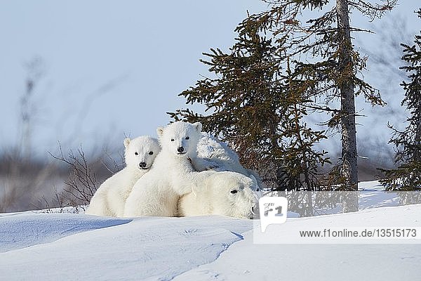 Eisbären (Ursus maritimus)  Muttertier mit zwei Neugeborenen im Schnee liegend  Wapusk National Park  Manitoba  Kanada  Nordamerika