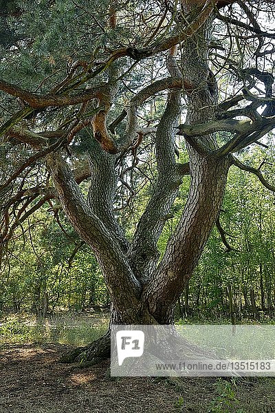 Die Malerkiefer  vierstämmiger freistehender Kiefernbaum (Pinus sylvestris)  Naturdenkmal  Storkow  Brandenburg  Deutschland  Europa