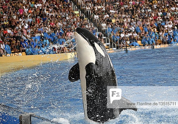 Schwertwal (Orcinus orca) im Sprung captive Orca-Show Loro Parque Puerto de la Cruz Teneriffa Kanarische Inseln Spanien Europa