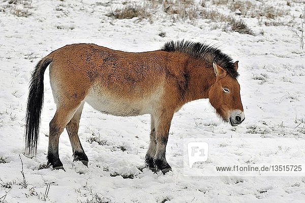 Przewalskipferd (Przewalskipferd)  auf winterlicher Wiese