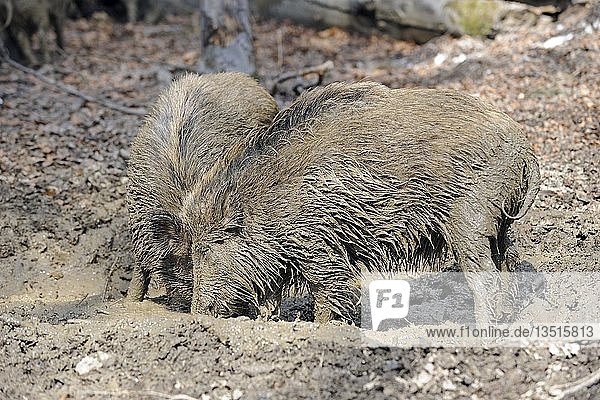 Wildschweine (Sus scrofa) nehmen ein Schlammbad