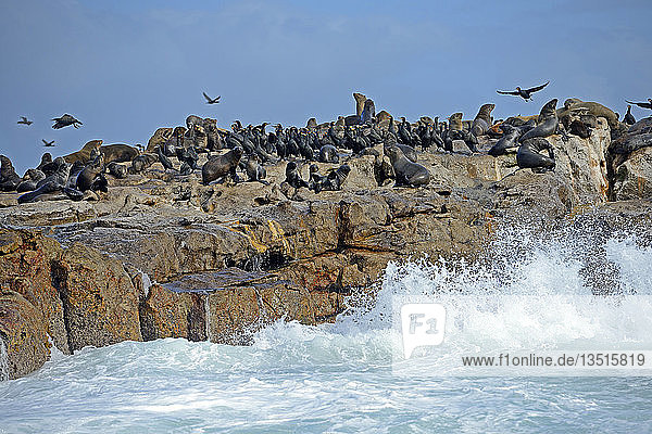 Braune Pelzrobben (Arctocephalus pusillus) und Kap-Kormorane (Phalacrocorax capensis)  Seal Island  Westkap  Südafrika  Afrika