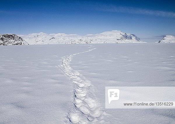 Eisbärenspuren führen über einen gefrorenen Fjord auf ferne Berge zu  Baffin Island  Nunavut  Kanada  Nordamerika