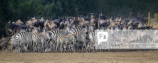 Burchell's zebras  plains zebras (Equus quagga) and Blue wildebeests (Connochaetes taurinus)  Maasai Mara National Reserve  Kenya  East Africa  Africa