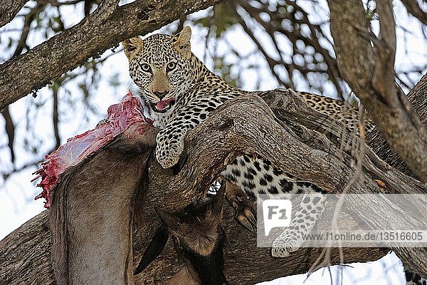 Leopard (Panthera pardus) bei der Fütterung eines Streifengnus (Connochaetes taurinus) auf einem Baum  Maasai Mara National Reserve  Kenia  Ostafrika  Afrika