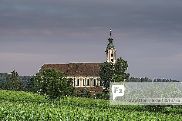 Die barocke Wallfahrtskirche Birnau am Bodensee  Abendlicht  Reben im Vordergrund  Bodenseeregion  Baden-Württemberg  Deutschland  Europa