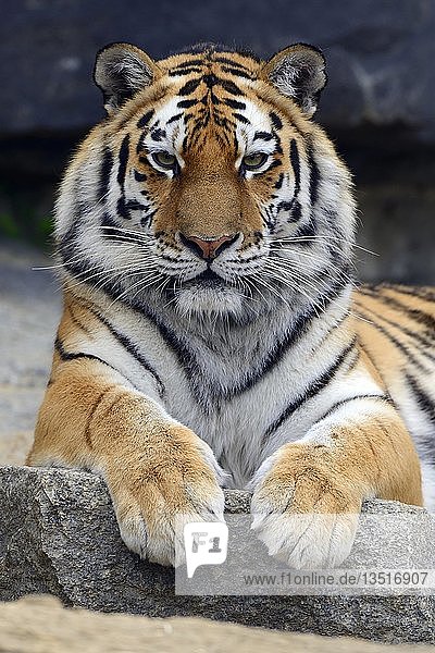 Junger Sibirischer Tiger (Panthera tigris altaica)  Porträt  in Gefangenschaft