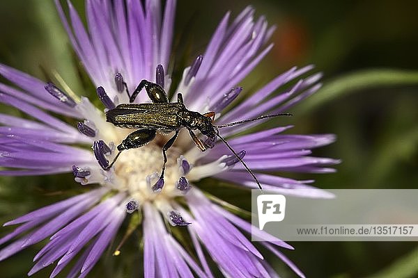 Thick-legged flower beetle (Oedemera nobilis)  on purple flower of a thistle  Corfu  Greece  Europe
