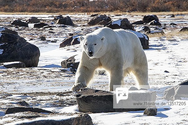 Eisbär (Ursus maritimus)  Männchen wandert im Frühherbst  wenn Schnee und Eis den Boden bedecken  Seal River  West Hudson Bay  Kanada  Nordamerika