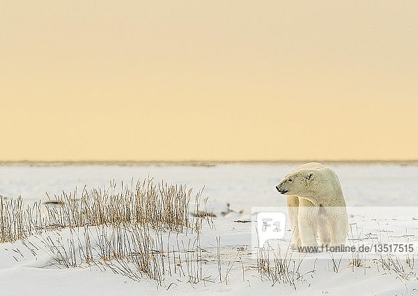 Eisbär (Ursus maritimus)  junges Männchen im späten Nachmittagssonnenlicht  West Hudson Bay  Churchill  Manitoba  Kanada  Nordamerika